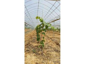 棚膜连栋大棚